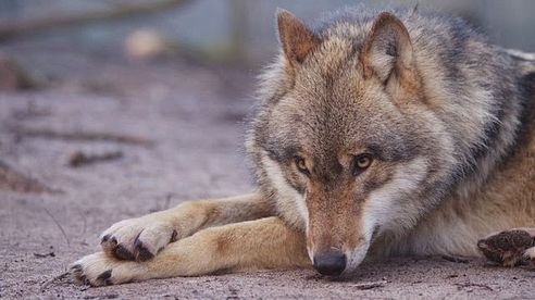 Freilegende Wölfe Opfer Straßenverkehr PKW Unfall - Wolfcenter Dörverden by schuhplus