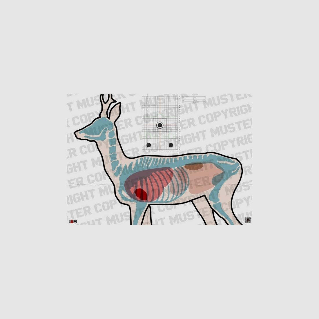 Anatomie Target Rehbock DIN A1 Przise Zielscheibe fr waidgerechtes Schie...