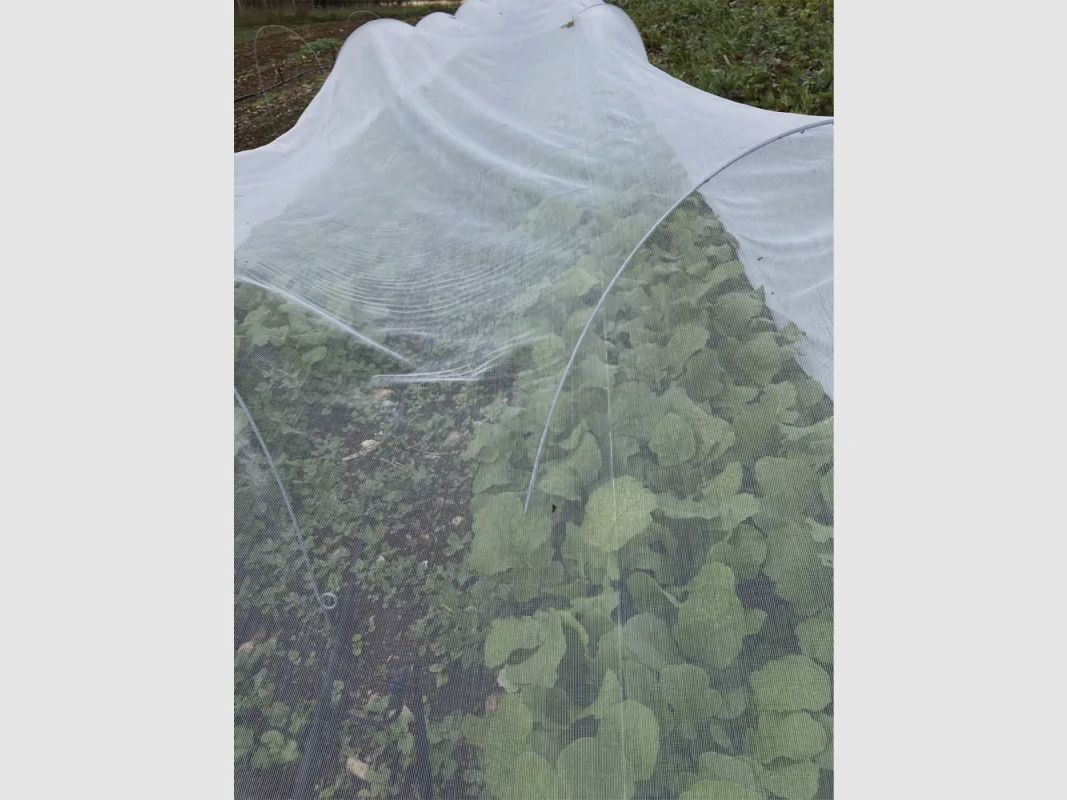 Red antiinsectos para plantas y árboles frutales, imagen 2 de 7