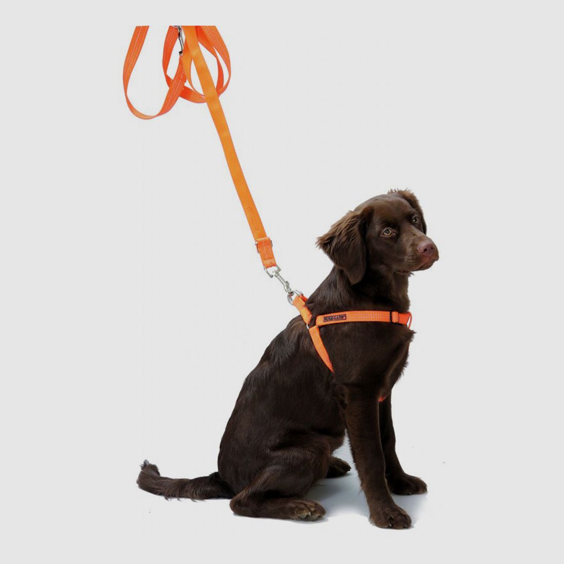 Farm-Land Hundegeschirr