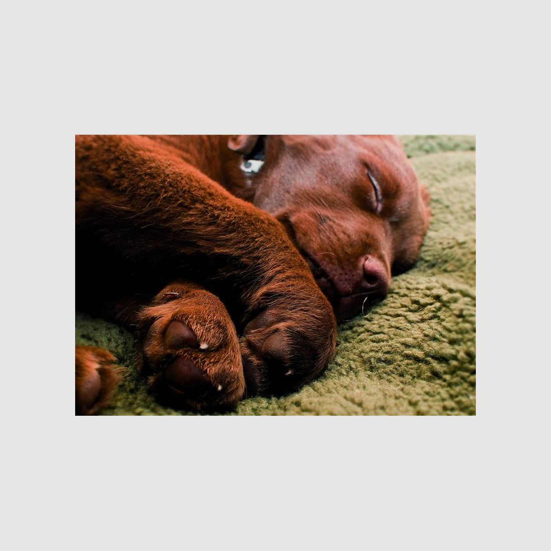 Pro-Thermo Tappetino per cani 70 x 100 cm, immagine 5 di 5