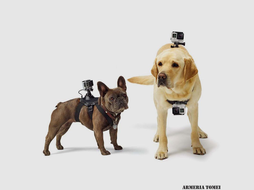GoPro – FETCH DOG HARNESS (PETTORINA), image 3 of 3