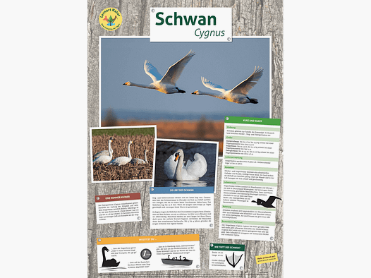 Lernort Natur-Tierposter Schwan