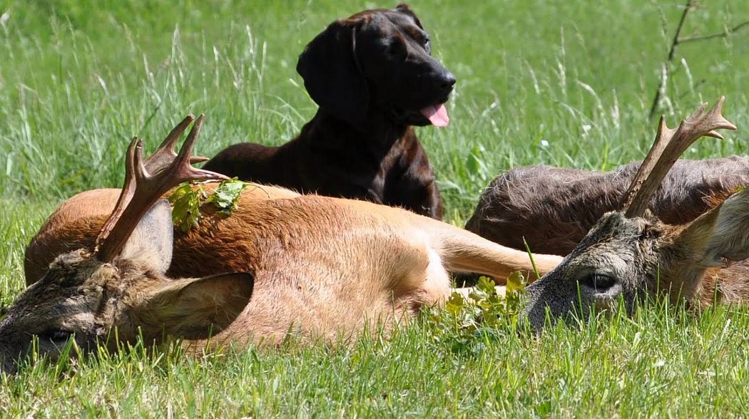 Bockjagd in Masuren! Roebuck hunting in Mazury!