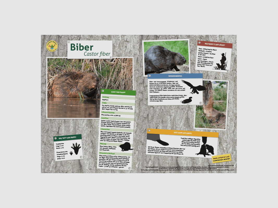 Lernort Natur-Tiertafel DIN A3 Biber