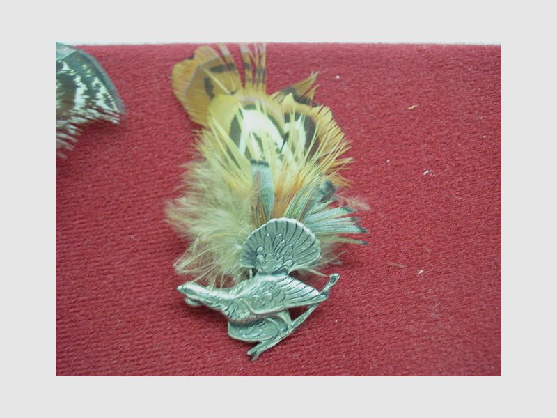 Hutfeder Jagd - Fasan