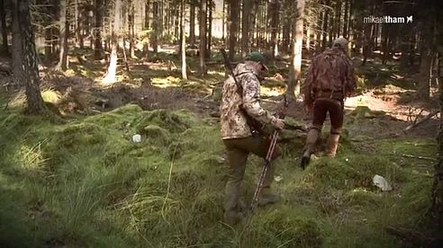 Jakt på dovvilt & vildsvin - hunting fallow deer & wild boar