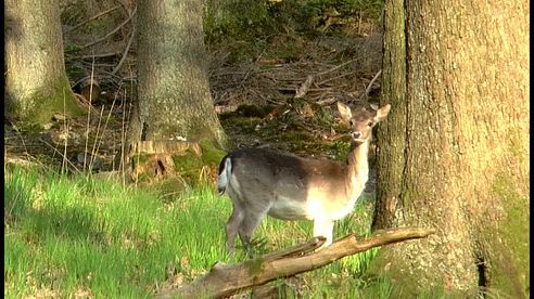 Frühjahrsböcke und Damwildjagd im Mai