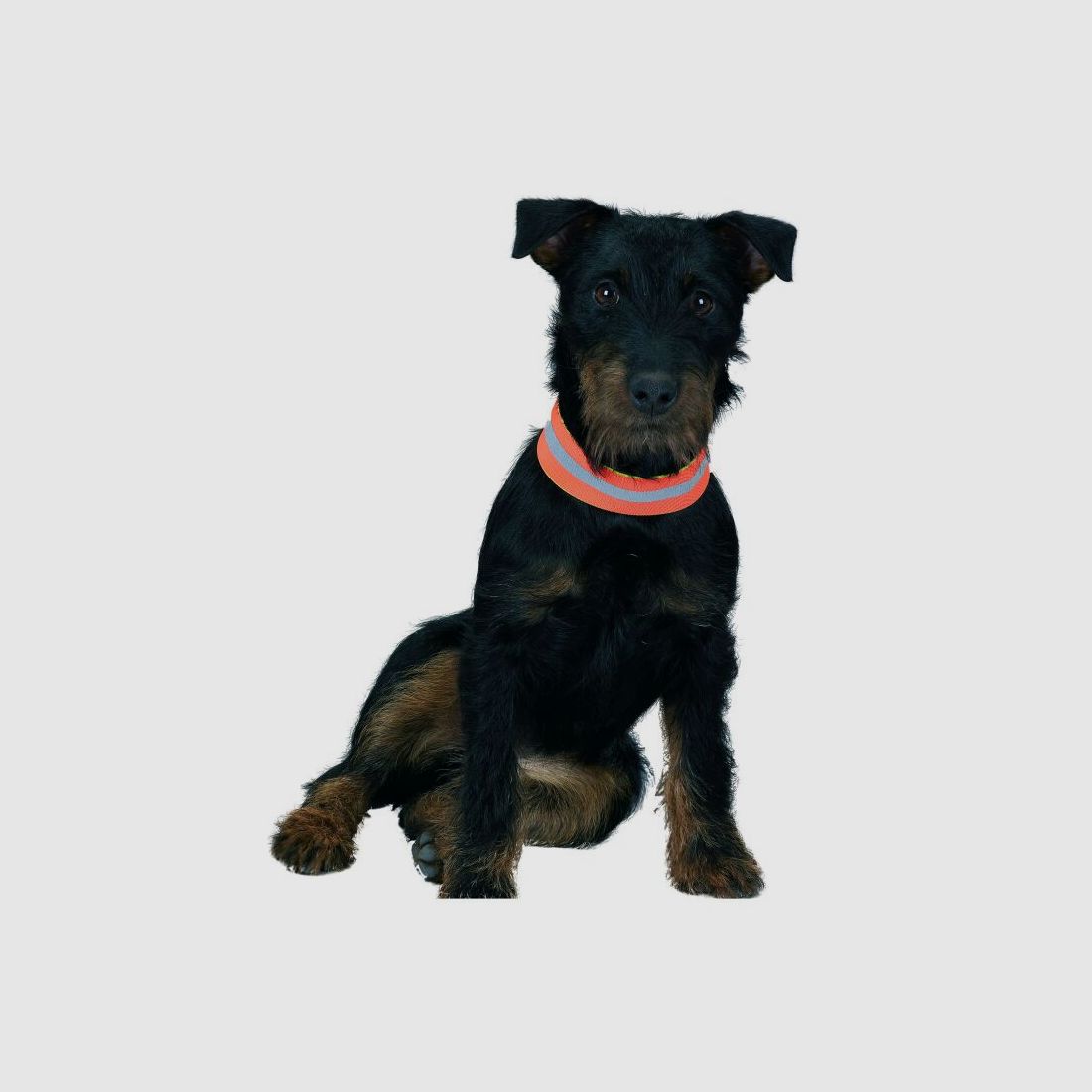 Farm-Land Hunde-Signalband, wendbar 50 cm