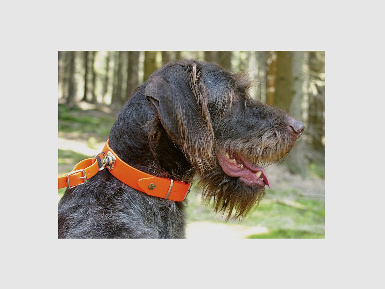 Collare AKAH BioThane® per sudore con chiusura a fibbia