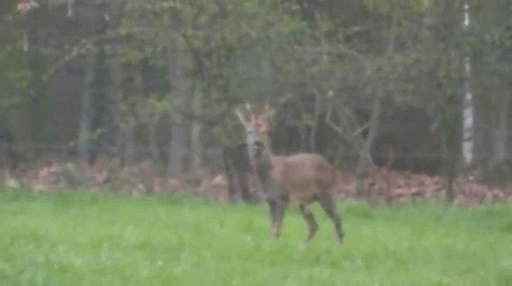 Rehwild im März