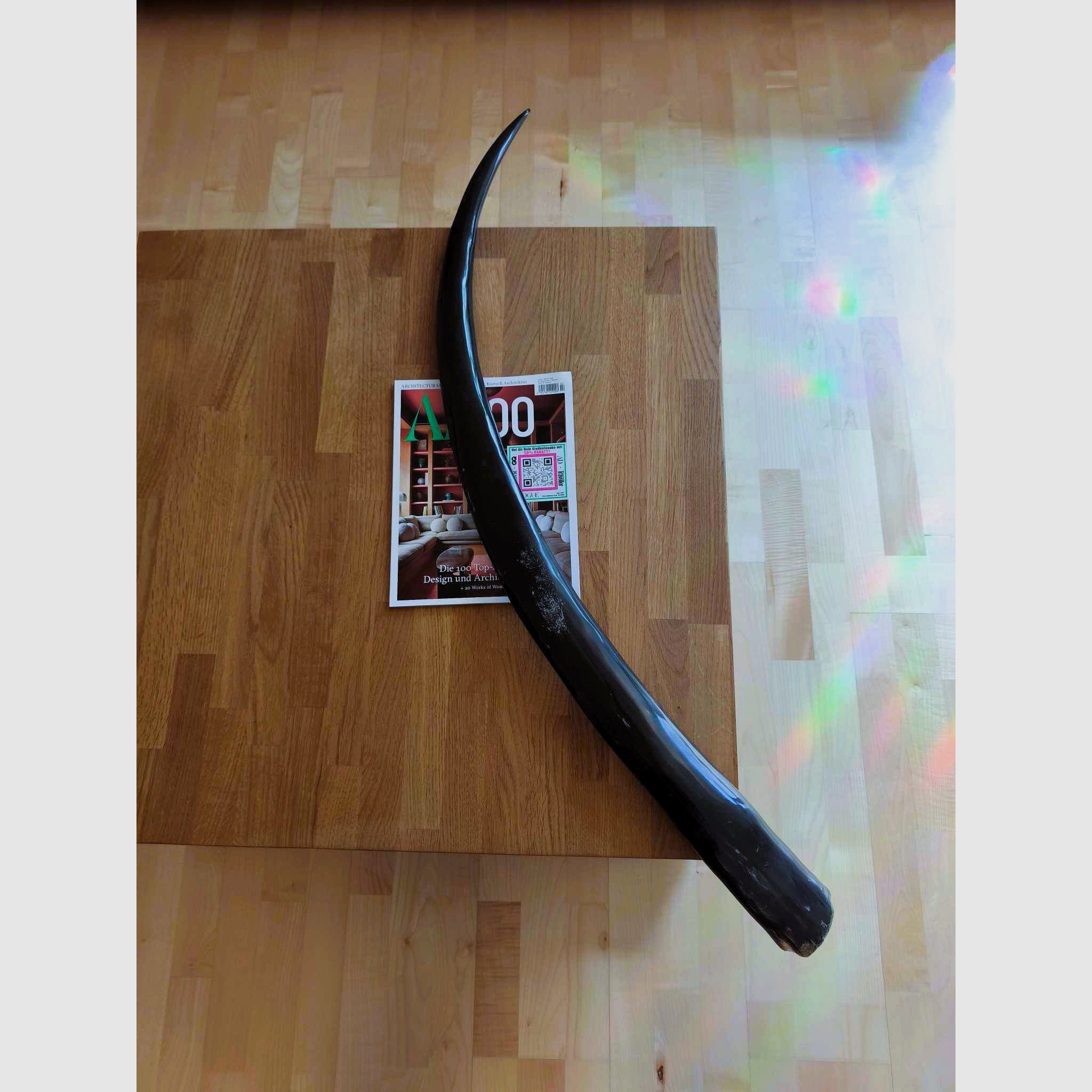 Longhorn Thai Buffello XXL Wasserbüffel Horn poliert 117cm
