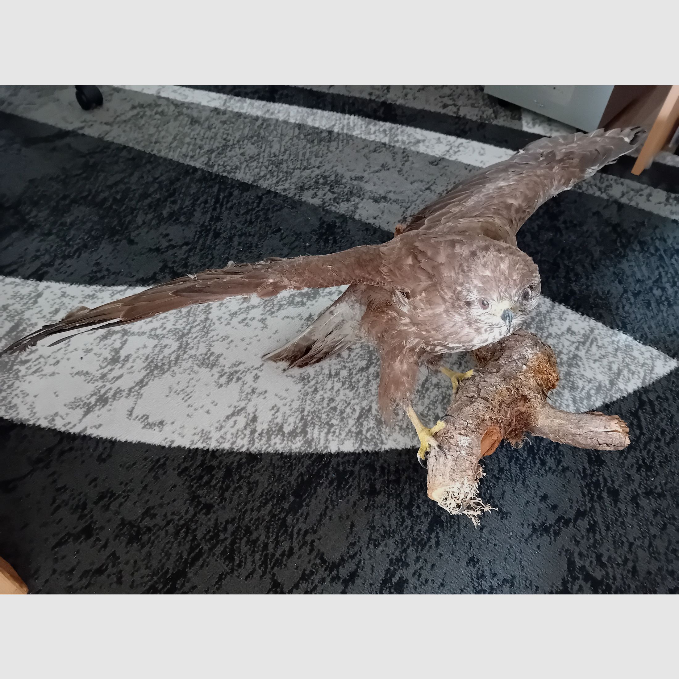 Mäusebussard präpariert auf einem Ast