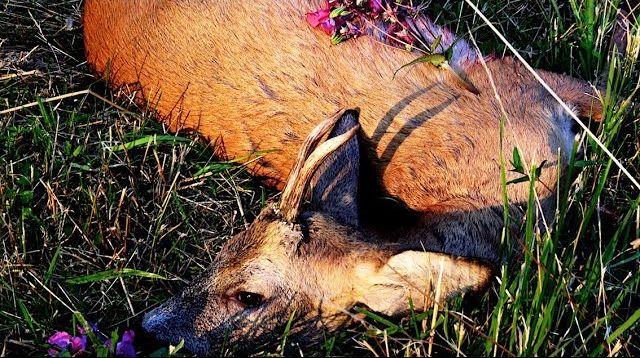 Bockjagd im Juli 2018