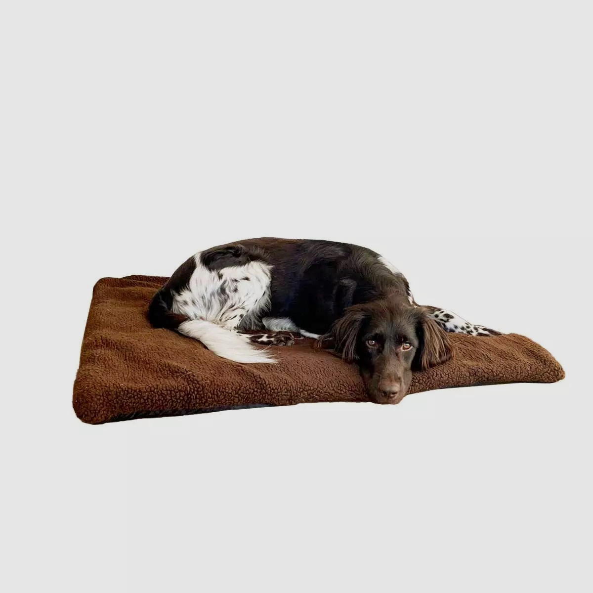 BLASER Hundedecke 70 x 100 cm