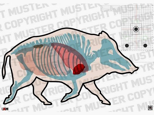 Objetivo de anatomía Jabalí DIN A1 - Objetivo detallado para caza precisa...
