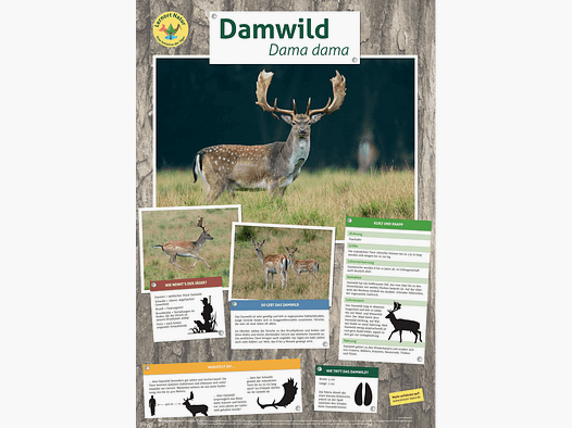 Lernort Natur-Tierposter Damwild