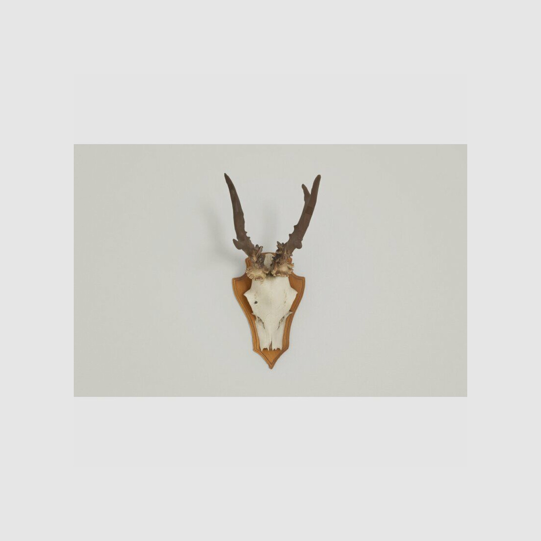 Fischer Gehörnklammer Kunststoff