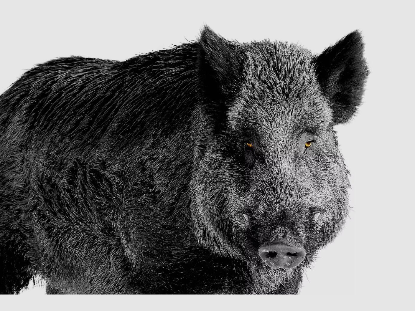 LIEMKE KEILER 25.1 Wärmebildhandgerät 12 μm 1.250 m