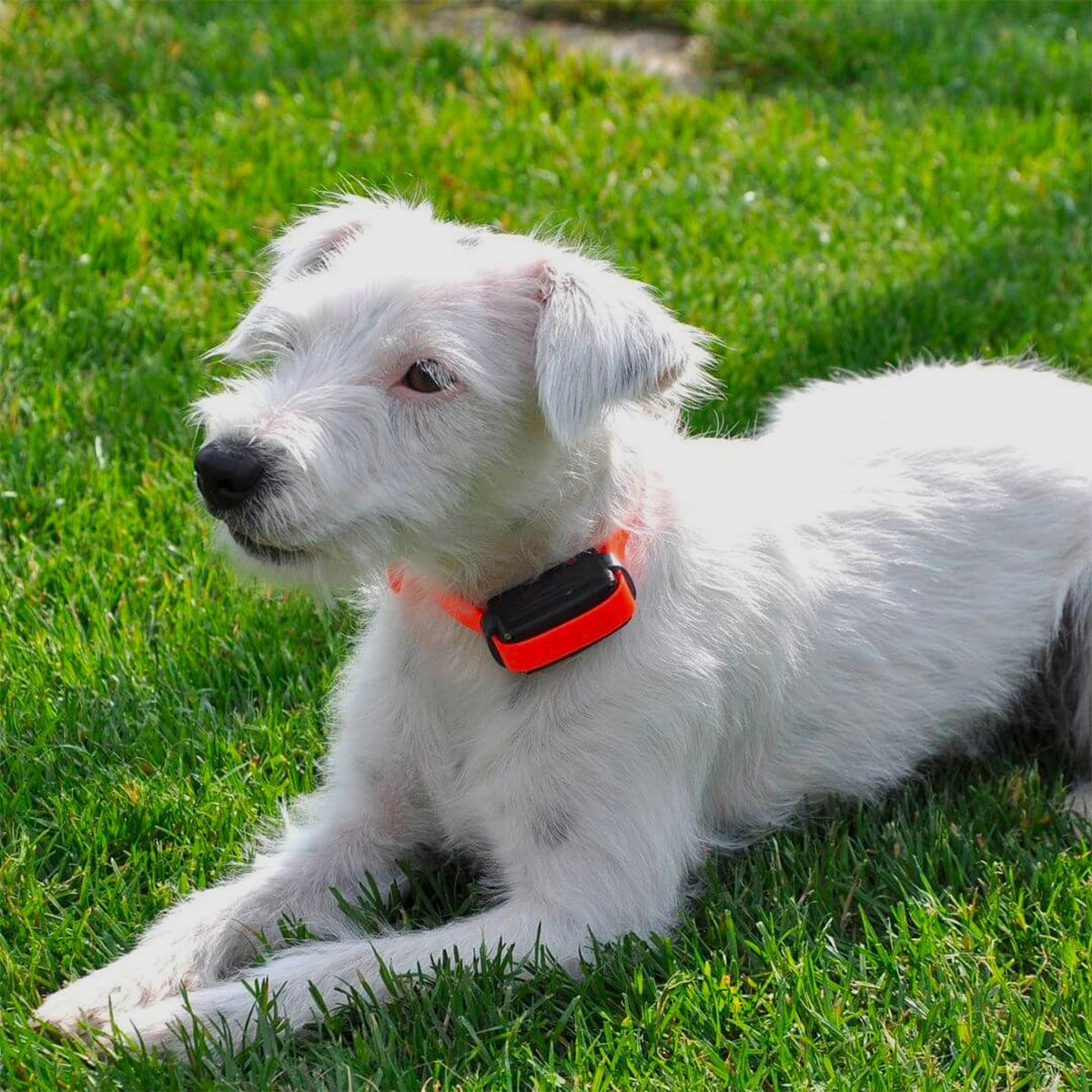 DOG TRACE – D-MUTE ONE Rechargeable Anti-Bark Collar, image 6 of 7