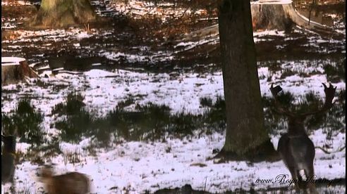 Hunting Jagen Jakt Jagt Mouflon muflon  Muffel raritet schafen mit horn Mouflon female with horn