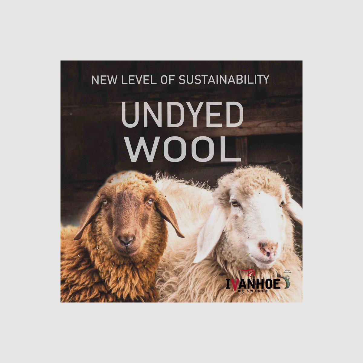 IVANHOE NLS SAP Full Zip Nuez Moscada