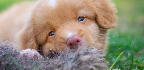 Dummy-Training für Hunde - wie geht es richtig?