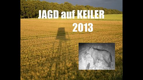 Jagd auf Keiler 2013