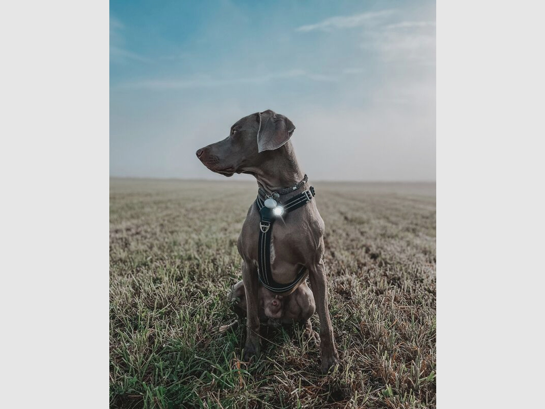 Orbiloc LED-Sicherheitslicht Dog Dual Weiß