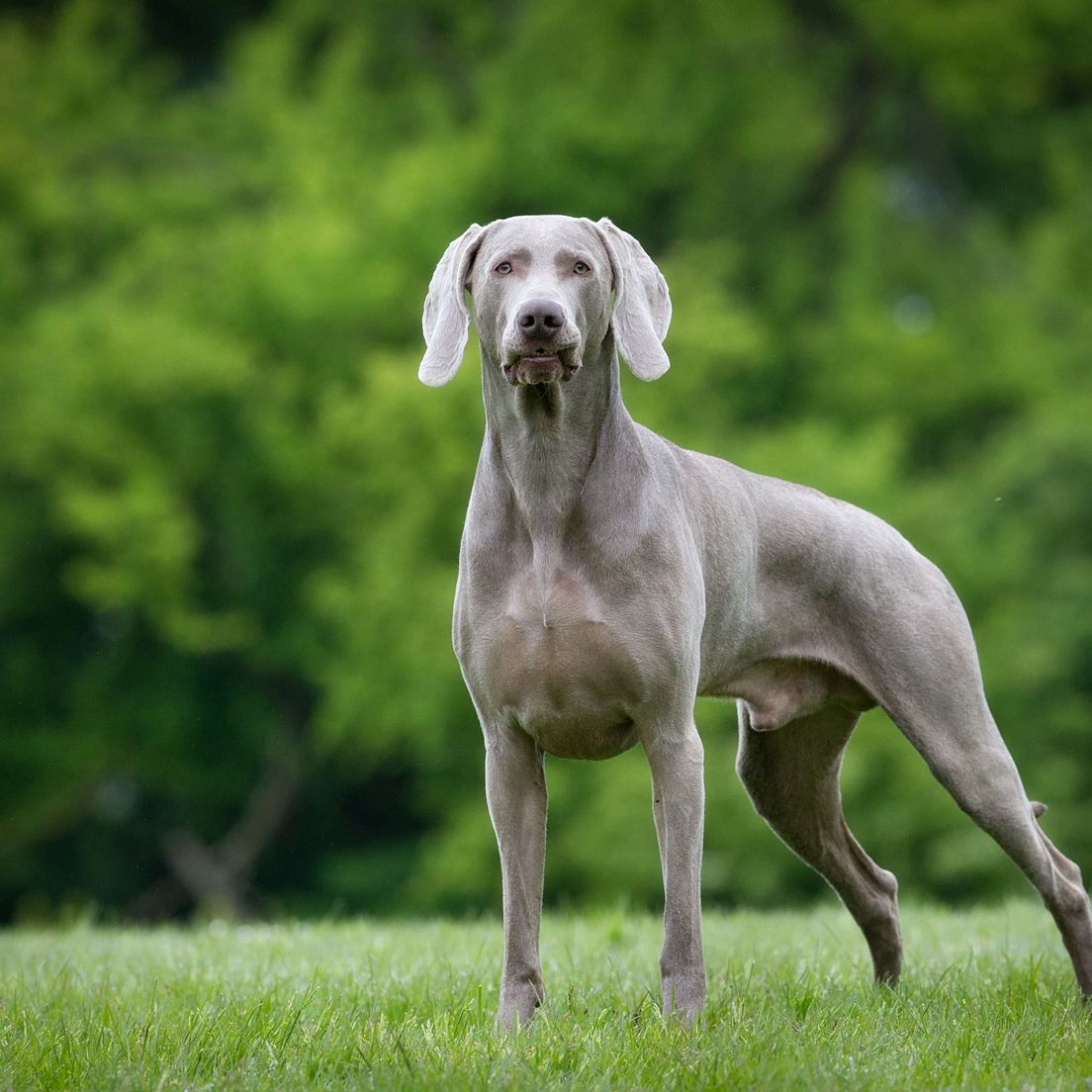 Rasseprofil: Weimaraner