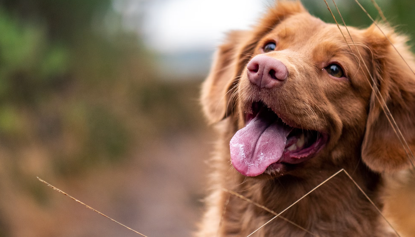 Hund hört nicht auf Ruf - Gezieltes Rückruftraining