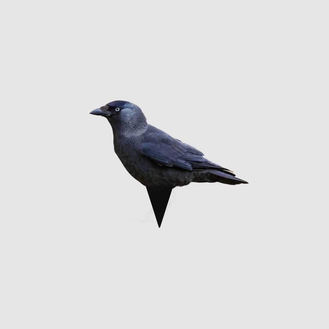 Zwarte kraai silhouet lokvogels, 12-pack – lokvogel