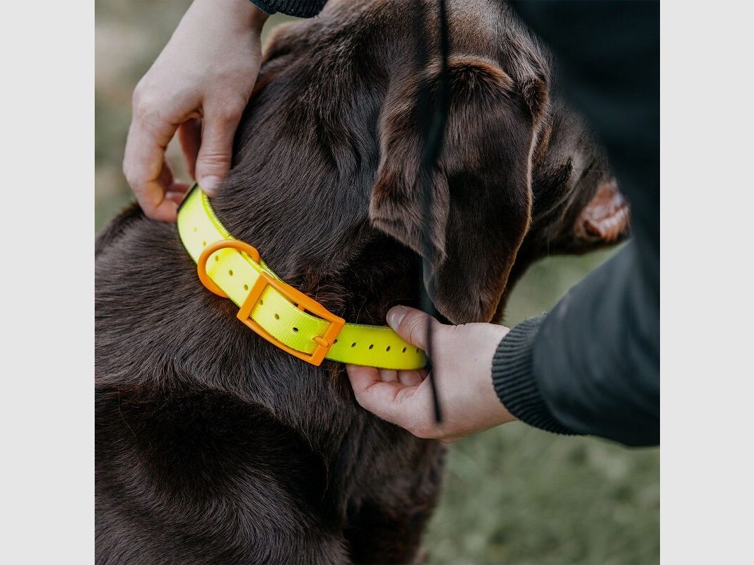 HP&G Hundehalsband 19mm Gelb