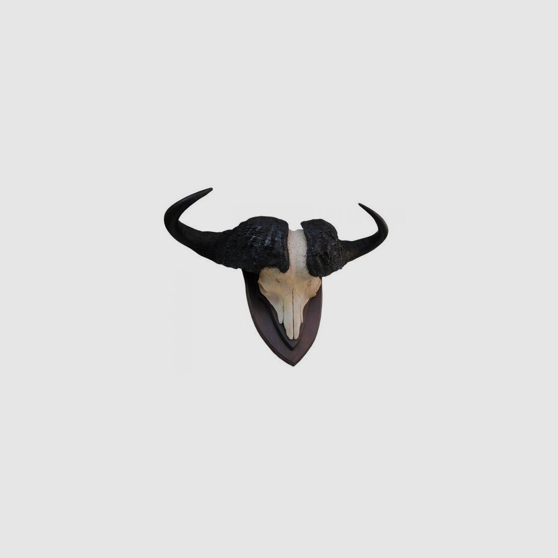 Buffalo Trophy 01