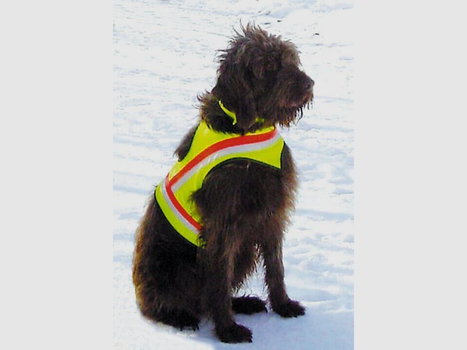 Gilet de signalisation pour chien