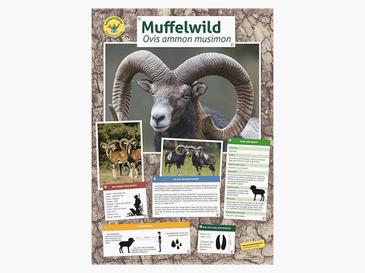 Lieu d'apprentissage nature - Affiche de mouflon