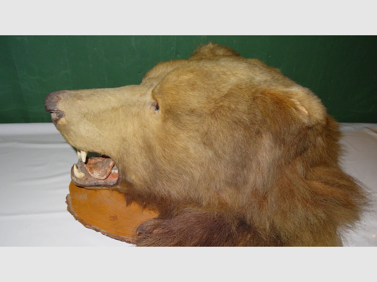 Cabeza de oso, trofeo, preparación como herencia, años 80, decoración