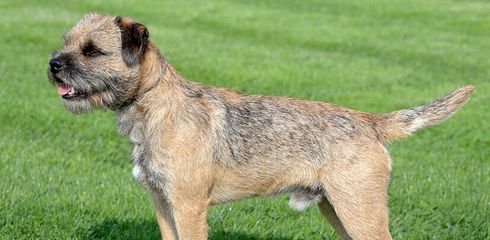 Rasseprofil: Border Terrier