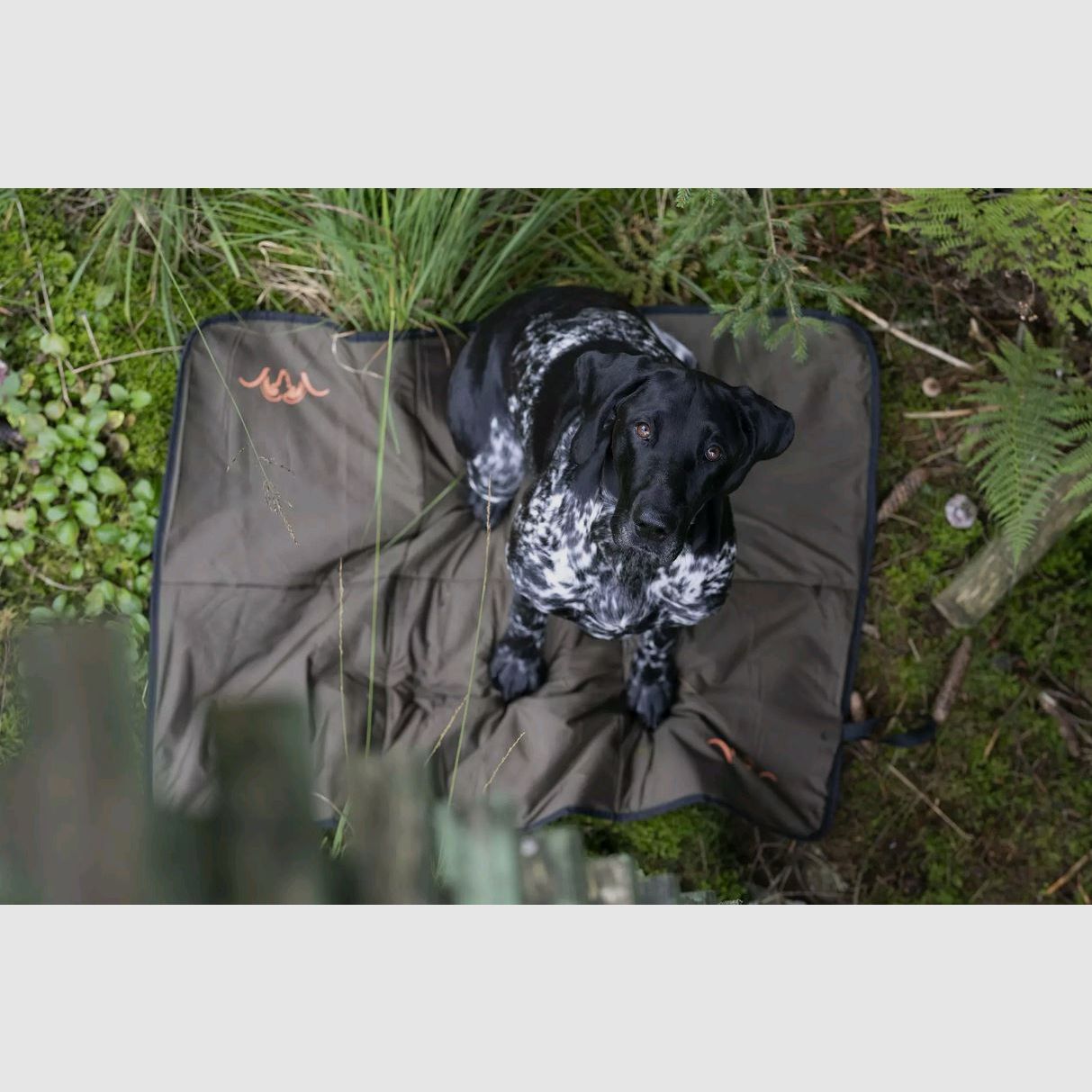 Blaser coperta per cani verde oliva 70 x 100 cm, arrotolabile, immagine 6 di 6
