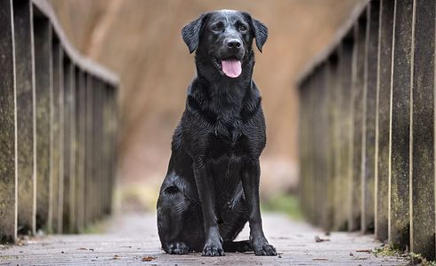 Labrador Retriever - ein toller Jagd- und Familienhund
