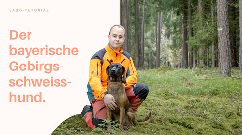 Der Bayerische Gebirgsschweißhund | Jagd-Tutorial der Bayerischen Staatsforsten: