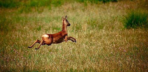 The Luring Hunt for the Roe Buck