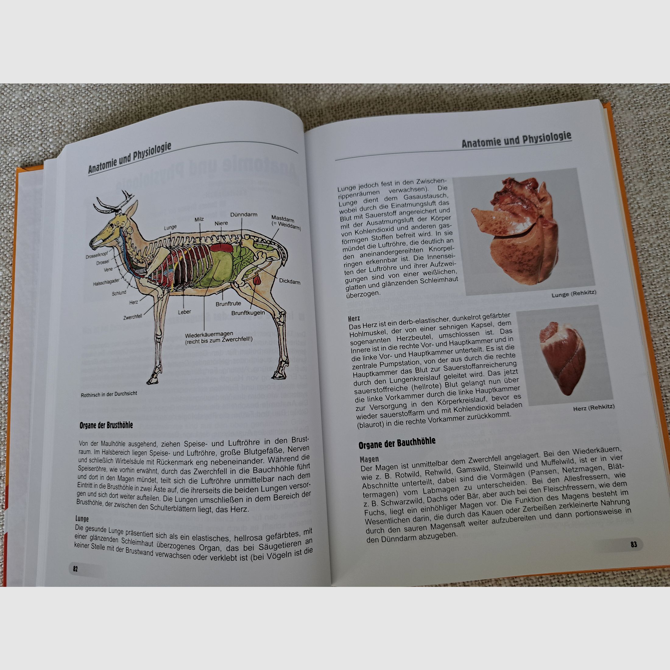 Game Hygiene (by Winkelmayer/ Paulsen/ Lebersorger/ Zedka) NEW!