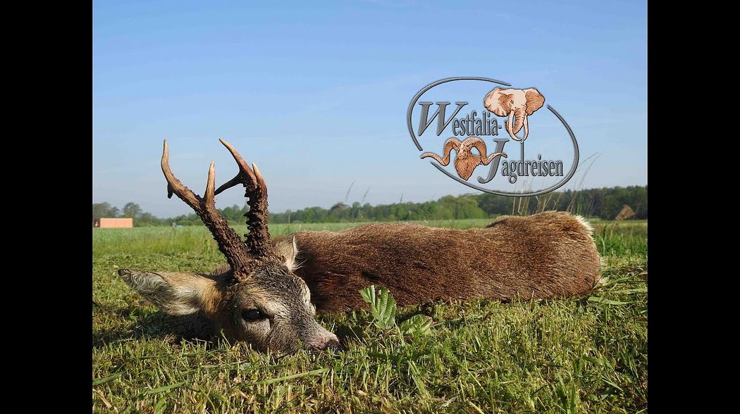 Rehbockjagd in Polen/Schlesien im Oberforstamt Kup mit Westfalia Jagdreisen