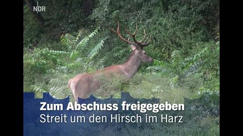 Streit um den Hirsch im Harz - Zum Abschuss freigegeben [Doku]