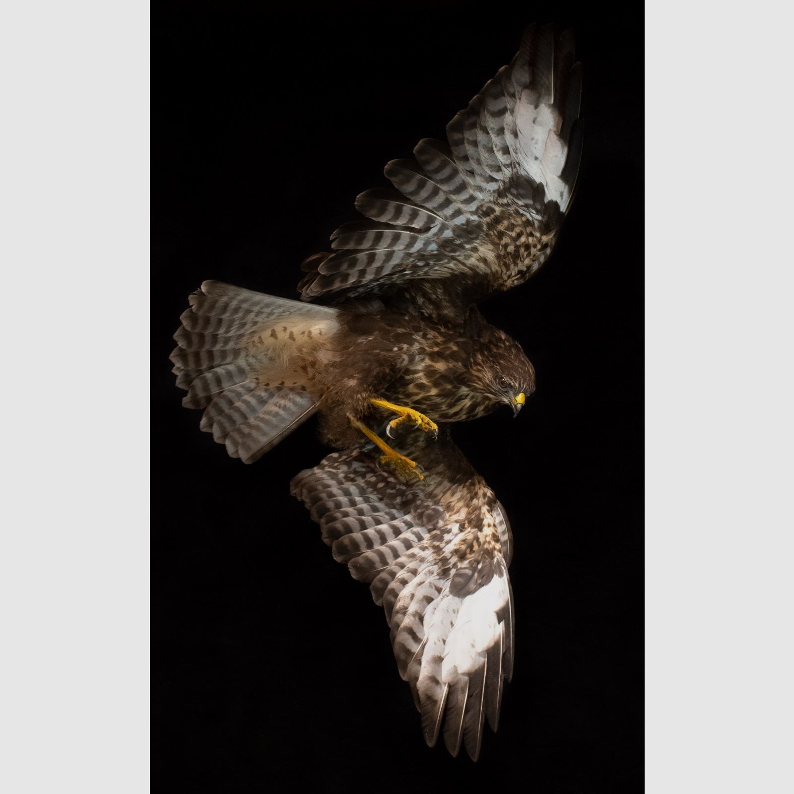 Ausgestopfter Bussard