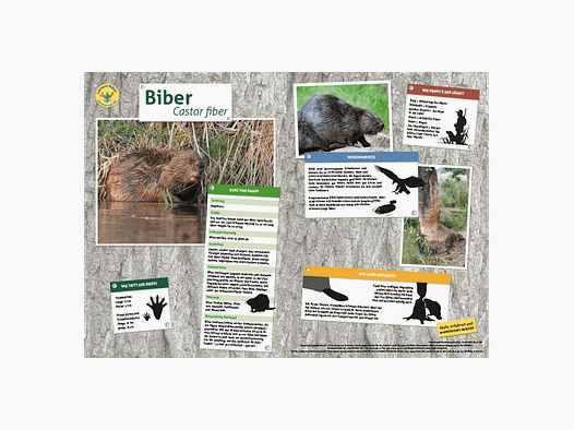 Lieu d'apprentissage Nature Tableau des animaux DIN A3 Castor