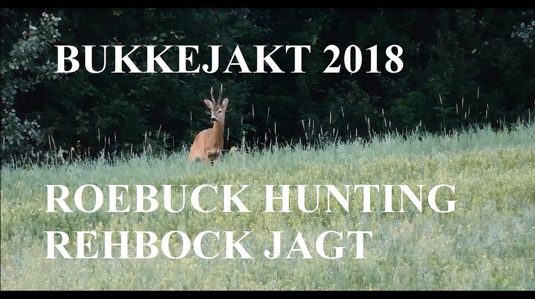 Bukkejakt 2018/Roebuck hunting/Rehbock jagt