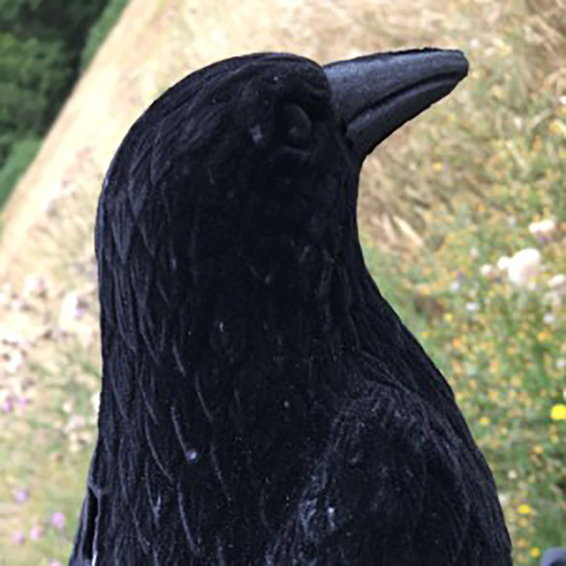 Beflockte Lockkrähe mit glänzendem Schnabel, Bild 2 von 5