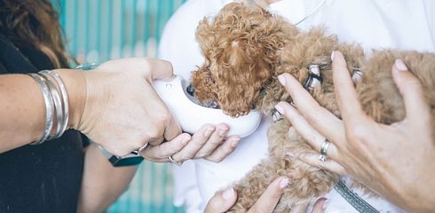 Wie hoch sind die Tierarztkosten für einen Hund?